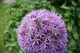 Im Garten der Ferienwohnung Lthje, in Hochdonn, am Nord-Ostsee-Kanal, in Dithmarschen, Nhe Nordsee